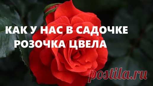 Эко-сумка с крэйзи-розой.(сентябрь 2024г) | НАТАЛЬЯ  БАЖИНА- творю,что хочу | Дзен