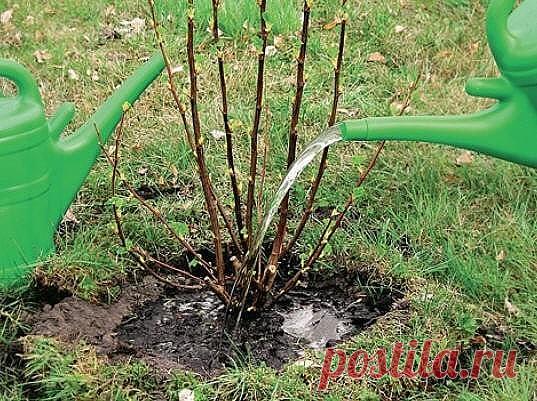 Как посадить смородину осенью