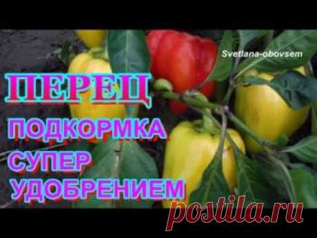Чем подкормить перцы во время цветения и плодоношения