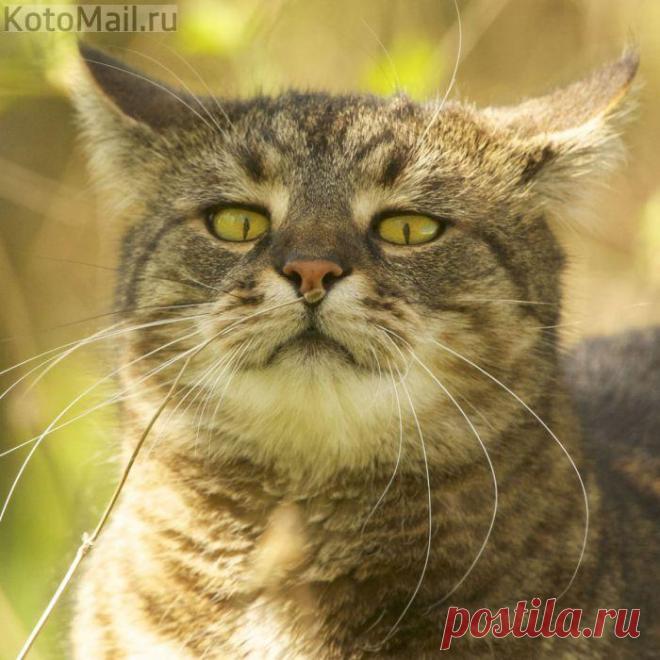 Утончённость натуры