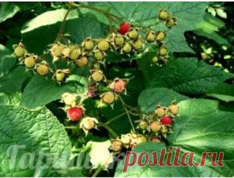 Малина душистая Калифорния | Интернет-магазин садовых растений