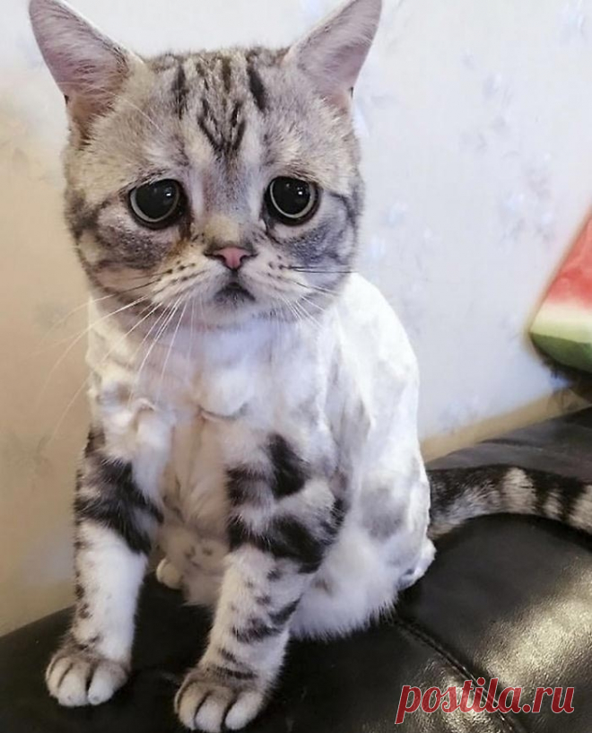 Луху — самая грустная кошка, чей несчастный вид разобьёт вам сердце
