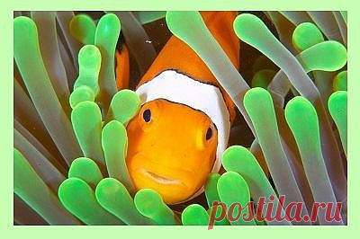 Clownfish for Skype: Free realtime language translator - skypefish
Переводчик для Skype.