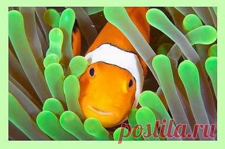 Clownfish for Skype: Free realtime language translator - skypefish
Переводчик для Skype.