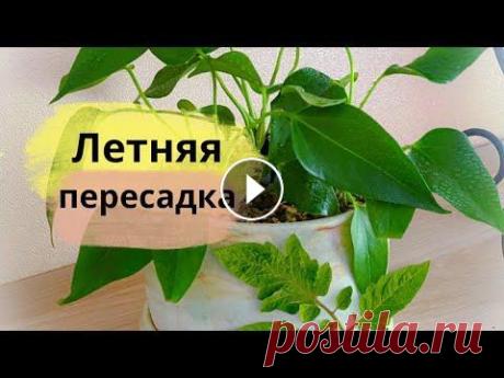 Пересадка комнатных растений - это бесконечный процесс, если количество растений преодолевает пределы разумного...
