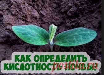 Необычный способ определения кислотности почвы | ПРИУСАДЕБНОЕ ХОЗЯЙСТВО | Яндекс Дзен