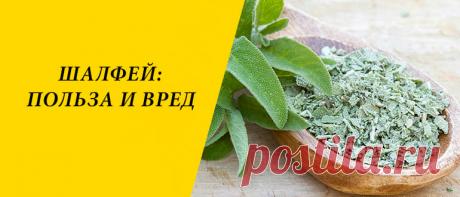 Шалфей: польза и вред для здоровья организма Шалфей: история и состав, применение в народной медицине, косметологии и кулинарии, польза и вред для здоровья организма.