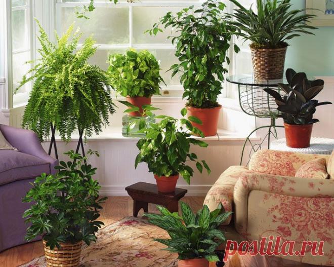 Энергетика комнатных растений: защита дома.