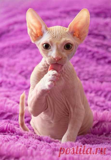 (975) Pinterest