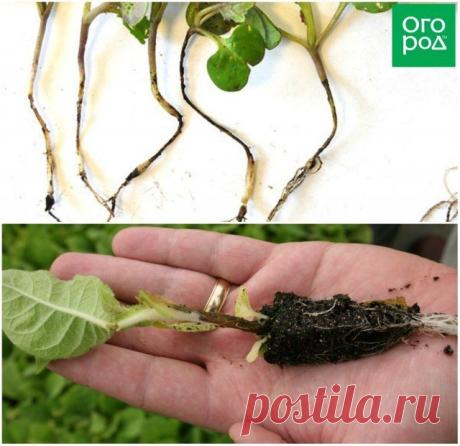 Черная ножка у рассады – как бороться (препараты и народные средства) | Болезни и вредители (Огород.ru)