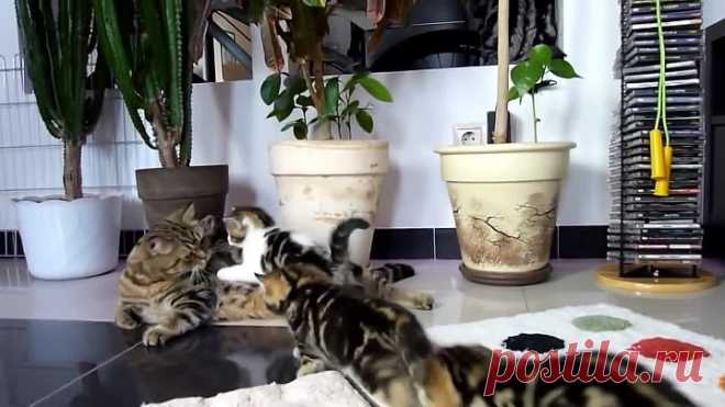 говорящая кошка с котятами