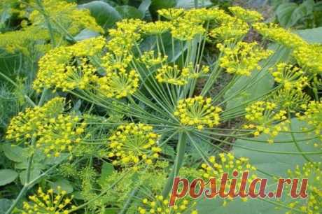 КАК ВЫРАСТИТЬ УКРОП КУСТОМ, А КАК ЗОНТИКОМ!
Укроп бывает разный. Некоторые сорта быстро выдают немного листиков, а затем пускаются в цвет. 
На зелень
Сорта. Салют, Буян, Аллигатор, Дилл, Амазон.
Веточки кустового укропа растут на стебле густо. У них, как у томатов, в пазухах