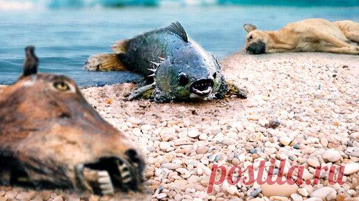Наука: научно-популярные статьи и видео о научных открытиях | Дзен