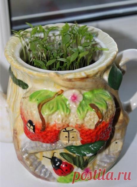 Лучшие комнатные растения для кухни — Роскошь и уют