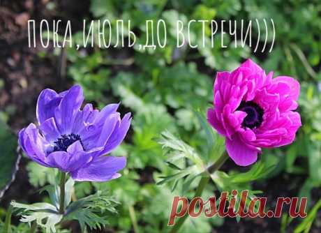 Прощаемся с жарким и красочным июлем...)💜💚💖