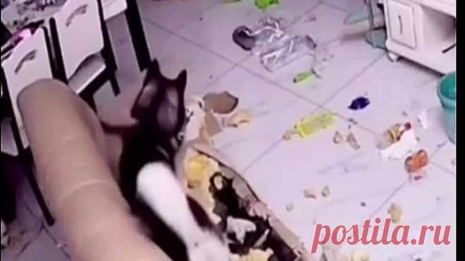 Заведи себе хаски, говорили они, с ними весело...🤣😂😅