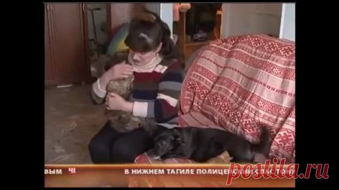 Две мамы у котят. .