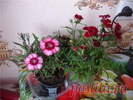 Гвоздика на вашем окне