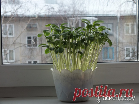 СЕМЕЧКИ НЕ ВЫБРАСЫВАЙТЕ!: Группа Беседка «Дачная жизнь»