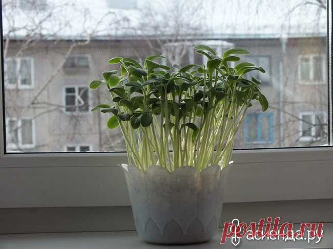 СЕМЕЧКИ НЕ ВЫБРАСЫВАЙТЕ!: Группа Беседка «Дачная жизнь»