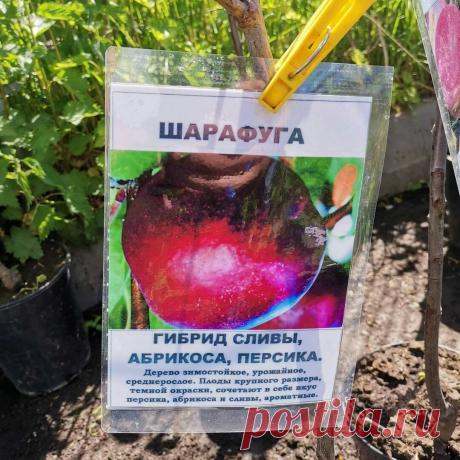 Люблю сливы, абрикосы и персики поэтому посадила их гибриды. Рассказываю о вкусных морозостойких диковинках в моём саду Не знаю, как вы, а я постоянно удивляюсь работе современных селекционеров. Они не только выводят новые сорта растений, но постоянно экспериментируют, скрещивают различные культуры. Например, из сливы, персика и абрикоса получились фруктовые деревья с интересными названиями.
Но их главная особенность в том, что они наследователи сразу материнские качества ...