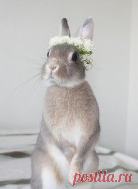 Мойдодыр не дает спать: котенок прилег на морду собаки и умывается / Surfingbird - мы делаем интернет лучше