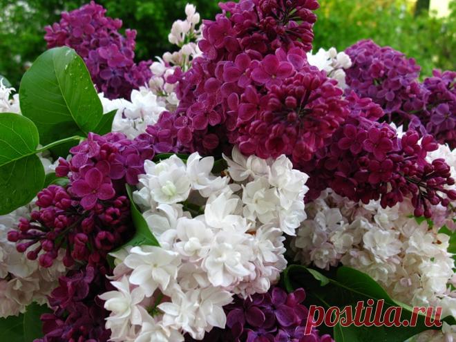 Любимые цветы!!! Скоро по всей России "Плыл по городу запах сирени, до чего ж  ты была красива......