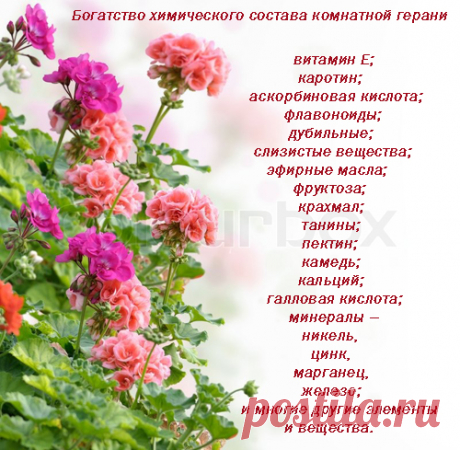 Герань - уникальный и очень мощный домашний целитель