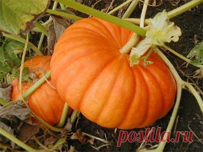 Салаты из тыквы совершенно не сложны в приготовлении