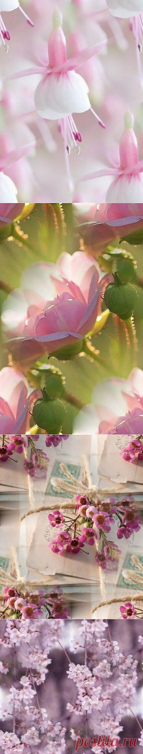 Сиреневые и фиолетовые фоны — Прекрасные фоны для дневников