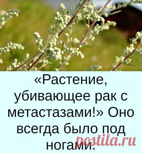 «Растение, убивающее рак с метастазами!» Оно всегда было под ногами.