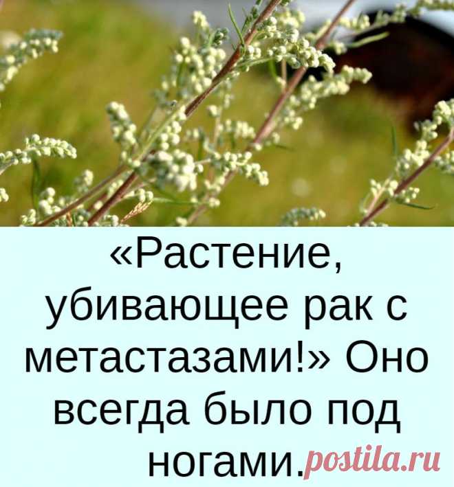 «Растение, убивающее рак с метастазами!» Оно всегда было под ногами.