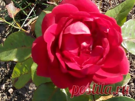 Ячмень, лечение заговором и ещё один очень простой способ лечения | bigsovet | Яндекс Дзен