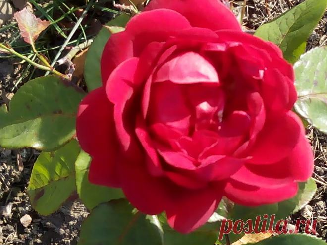 Ячмень, лечение заговором и ещё один очень простой способ лечения | bigsovet | Яндекс Дзен