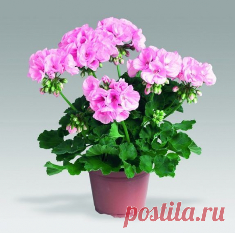 Как вырастить шикарную герань / Домоседы