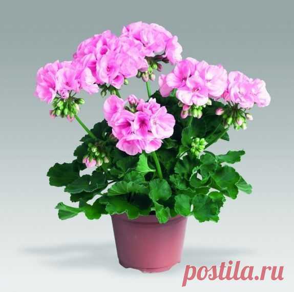 Как вырастить шикарную герань / Домоседы