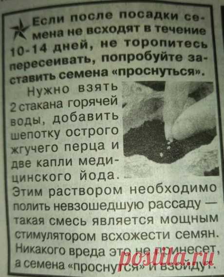 Поздно рецепт увидела…

Купила семена томата. Сорт Кардинал. 
Так и не взошёл.