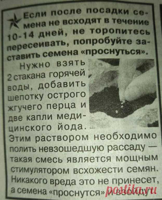 Поздно рецепт увидела…

Купила семена томата. Сорт Кардинал. 
Так и не взошёл.