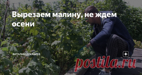 Вырезаем малину, не ждем осени Обрезку малины летних сортов я начинаю сразу после ... на них может заселиться...
