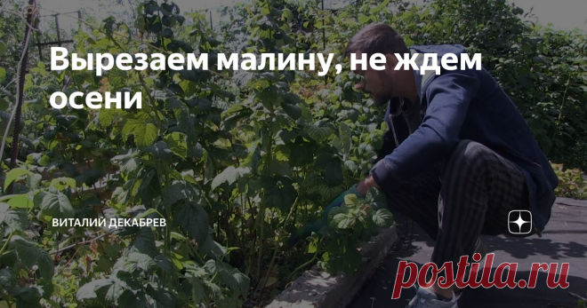 Вырезаем малину, не ждем осени Обрезку малины летних сортов я начинаю сразу после ... на них может заселиться...