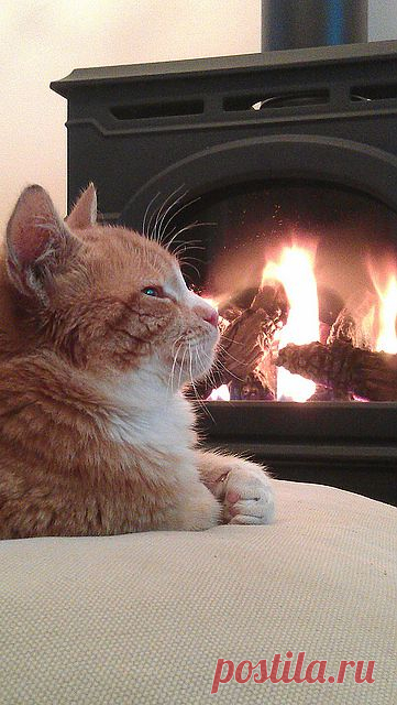 M O S E S - хозяин | Flickr - Photo Sharing!