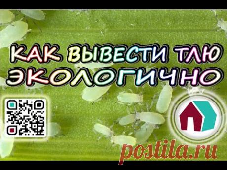 КАК ВЫВЕСТИ ТЛЮ ЭКОЛОГИЧНО. МЕТОДЫ БОРЬБЫ С ВРЕДИТЕЛЯМИ. - YouTube