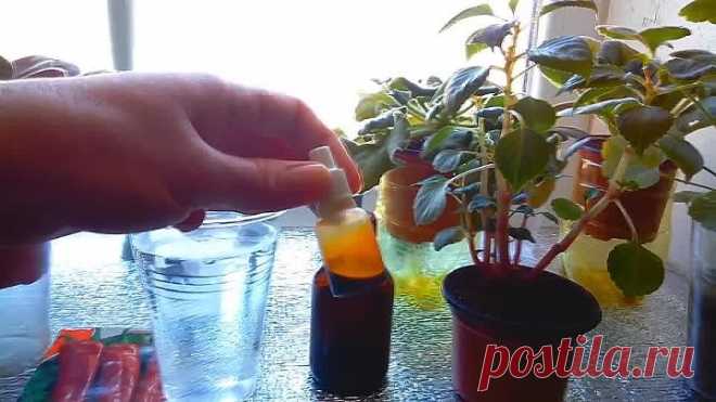 КОПЕЕЧНОЕ АПТЕЧНОЕ СРЕДСТВО ДЛЯ ВСЕХ РАСТЕНИЙ -  ЙОД!