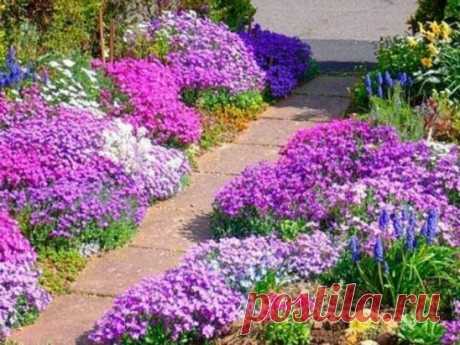 Почвопокровные растения для альпийской горки
К почвопокровным относится очень большая группа растений. Из  наиболее популярных стоит отметить следующие:
флокс шиловидный;
маргаритка;
ясколка;
арабис;
аубриета;
тимьян;
гвоздика;
альпийская земляника;
зверобой восточный;
седумы (многие их виды);
вероника;
живучка;
некоторые колокольчики;
тысячелистник;
котула;
барвинок;
бересклет.
Эти и некоторые другие почвопокровные растения очень красиво смотрятся, но их способность быстро разрастаться и зах