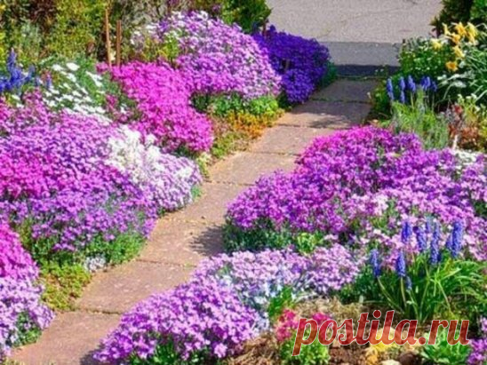 Почвопокровные растения для альпийской горки
К почвопокровным относится очень большая группа растений. Из  наиболее популярных стоит отметить следующие:
флокс шиловидный;
маргаритка;
ясколка;
арабис;
аубриета;
тимьян;
гвоздика;
альпийская земляника;
зверобой восточный;
седумы (многие их виды);
вероника;
живучка;
некоторые колокольчики;
тысячелистник;
котула;
барвинок;
бересклет.
Эти и некоторые другие почвопокровные растения очень красиво смотрятся, но их способность быстро разрастаться и зах