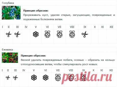 Календарь обрезки ягодных кустарников