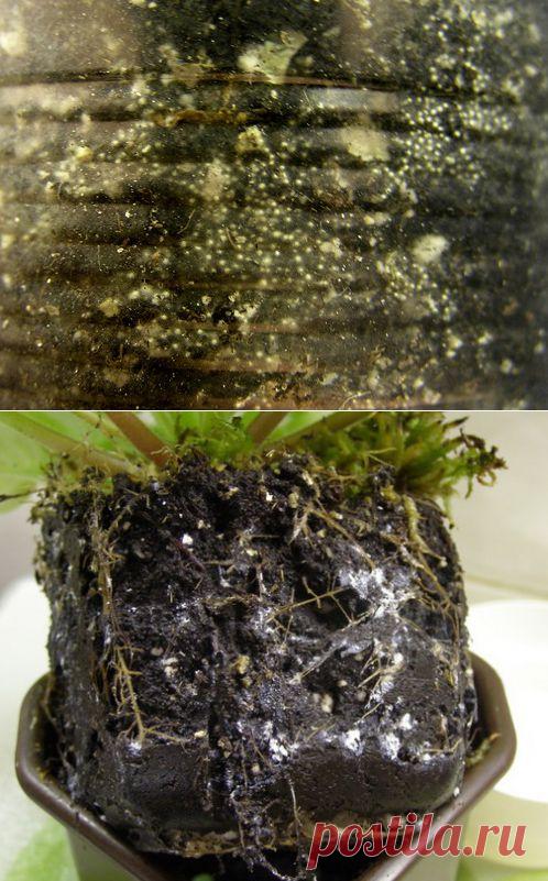 Мучнистый червец