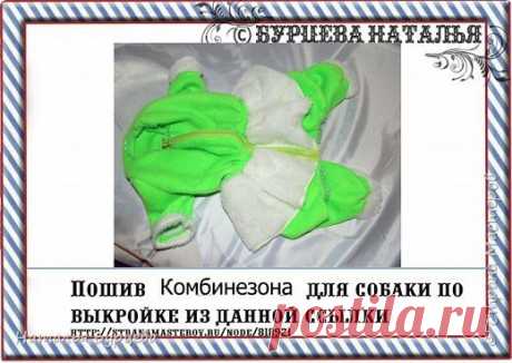 Как сшить комбинезон для собачки.