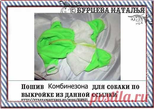 Как сшить комбинезон для собачки.