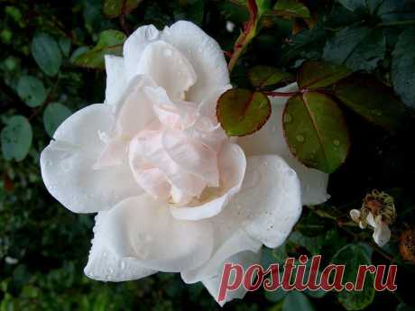 pridlidiya — «После дождя» на Яндекс.Фотках